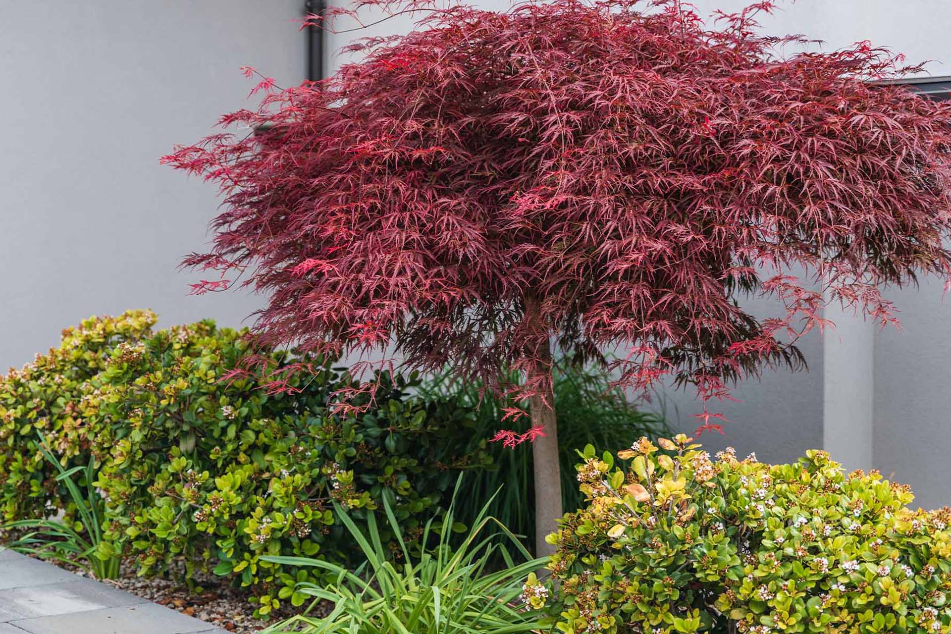 https://arfierogiardini.it/wp-content/uploads/2022/07/Acero-Rosso-Pordenone.jpg